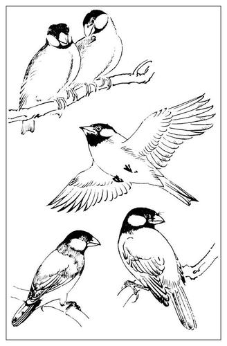 美术资料孙其峰白描鸟类图谱精选第三辑