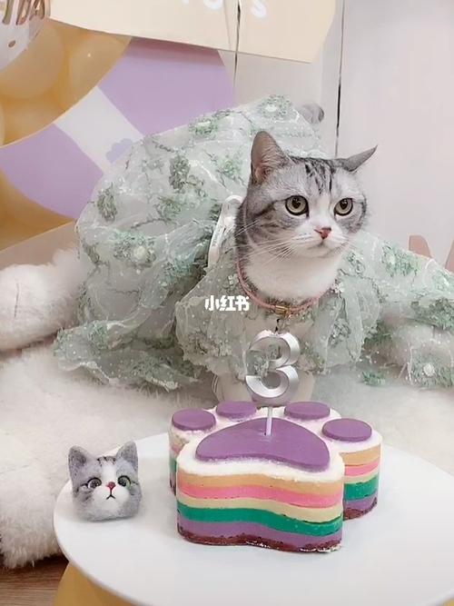 王泡芙直播照片_直播_宠物_猫