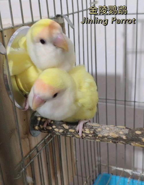 日本桃(牡丹鹦鹉品种介绍)_牡丹_日本_牡丹鹦鹉_宠物