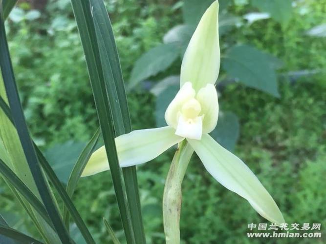 春兰素心【阿里山素3个苗带1现花 - 中国兰花交易网