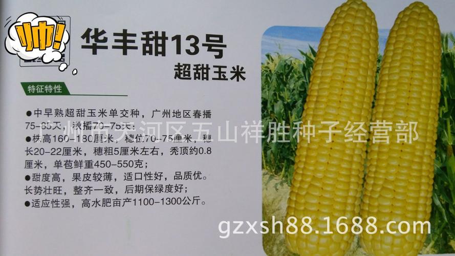 包邮华丰甜13号甜玉米种子(450克罐装)全黄粒皮薄 整齐 高产