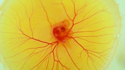 在小鸡的孵化过程中,蛋壳的作用不可或缺——抑菌保护,钙质补充,通氧