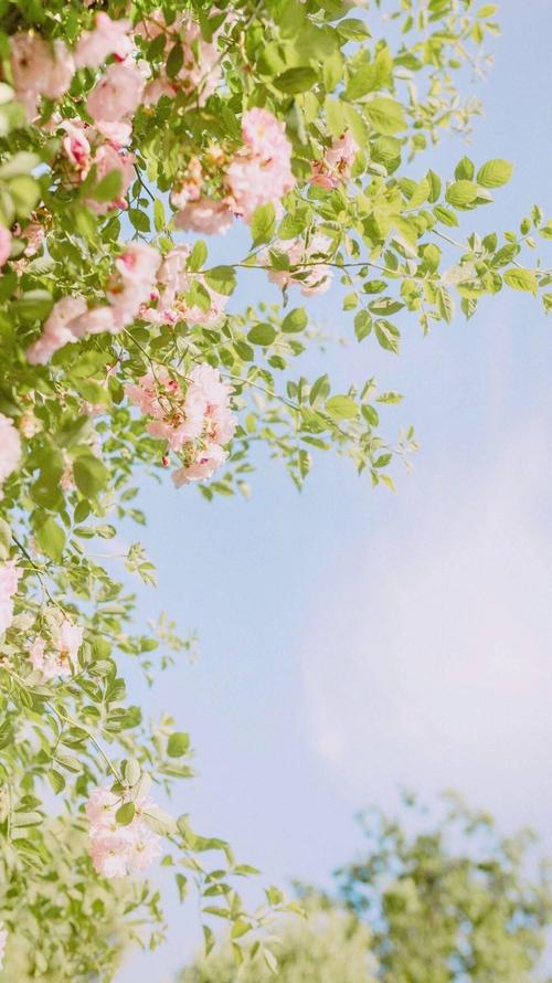 微信小清新风景静物聊天背景