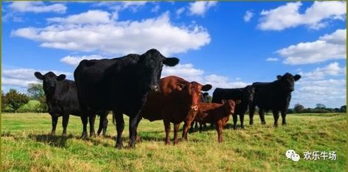 近两千头澳洲活牛飘洋过海来我华夏祝春节