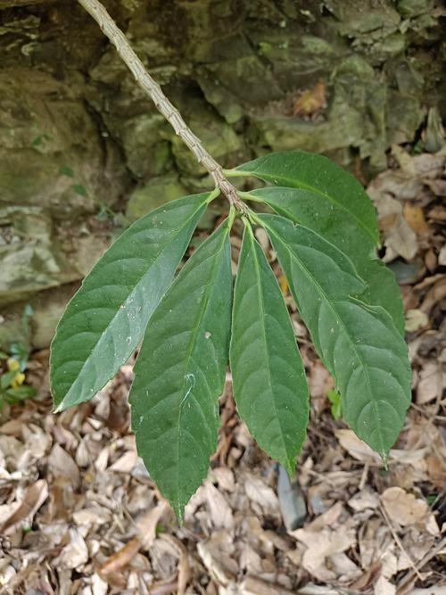 野生红穿破石根条,质量好,要货上山现采.