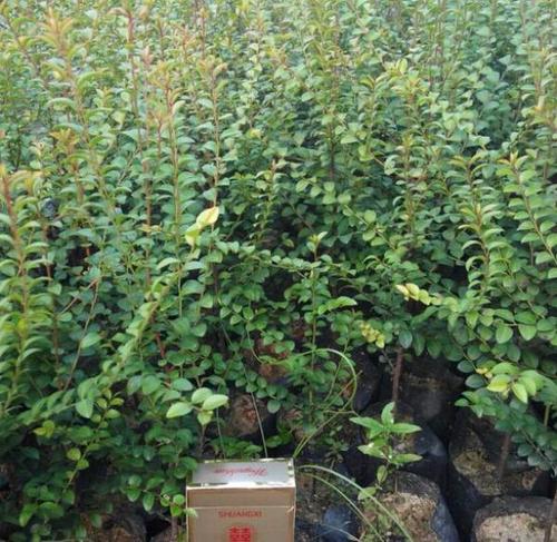 小叶紫檀树苗,小叶紫檀苗,小叶紫檀小苗