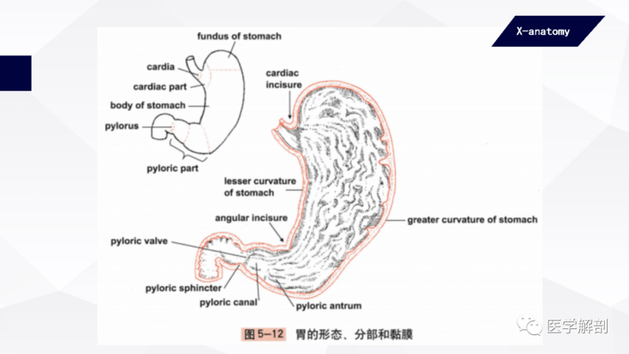 人体解剖学:消化管 | 胃