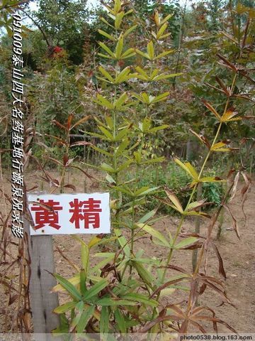 访泰山四大名药基地-泰山药王