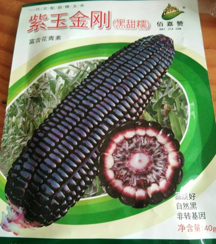 甜糯玉米种子 紫玉金刚 果穗圆筒形 富含花青素 鲜食 口感好 皮薄浓香
