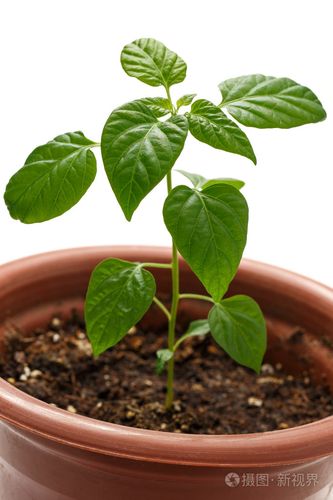 小辣椒幼苗生长