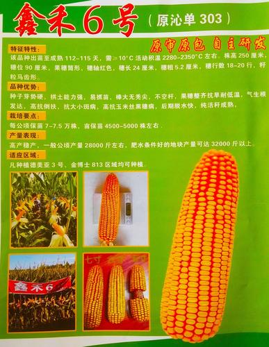 2020年【金土地种子经销处】玉米新品种简介