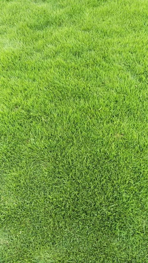 台湾草 台湾二号草坪,混播草坪