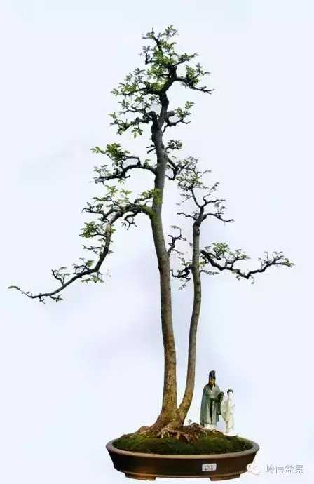 让我陪你慢慢变老, 双干盆景作品欣赏, 值得我们珍藏
