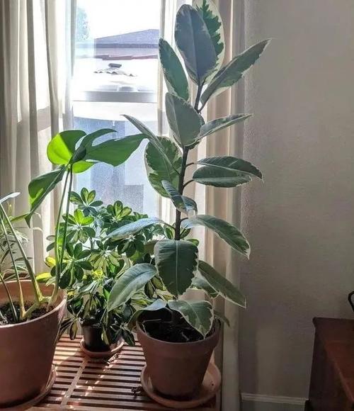 盆栽橡皮树的种植方法植株健壮叶片又大又油绿漂亮
