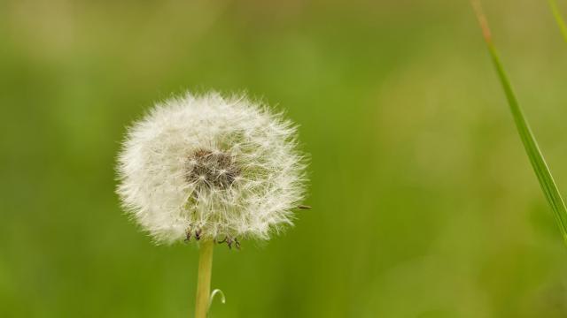 清新美丽的蒲公英