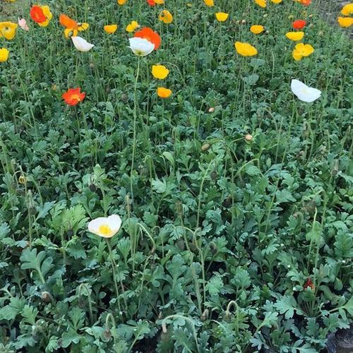 冰岛虞美人价格苗圃直销冰岛虞美人虞美人