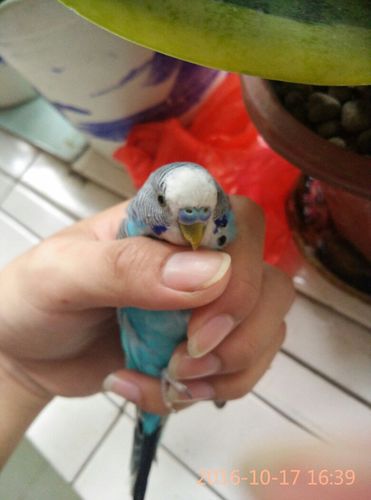 这两只虎皮鹦鹉哪只是公,哪只是母,有几个月了呢?