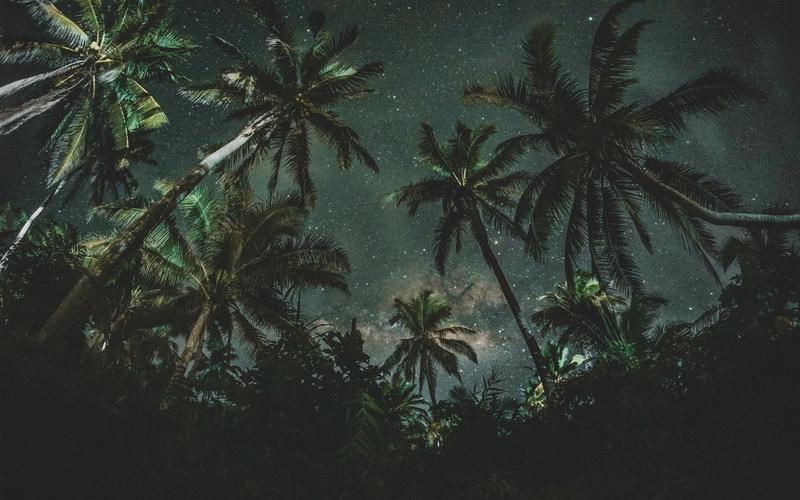 首页 自然与风景 森林和树木 夜晚,棕榈树,星空 壁纸 夜晚,棕榈树