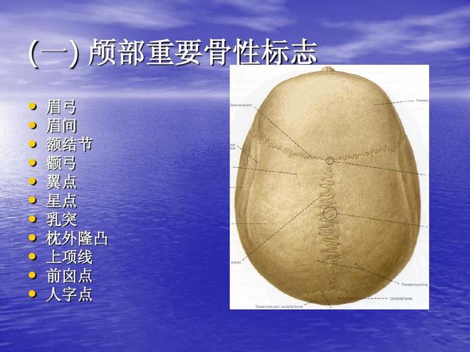 (一) 颅部重要骨性标志                       眉弓 眉间 额结节 颧