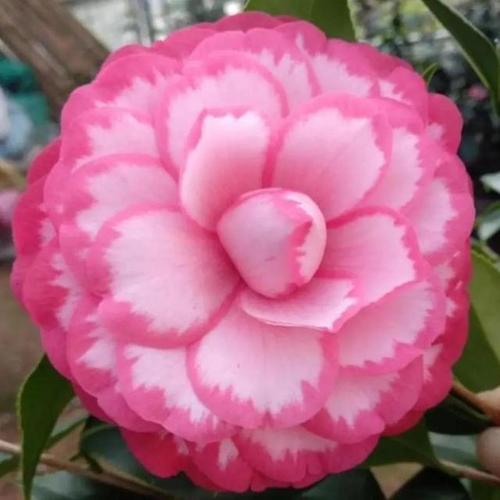 色彩瑰丽风姿绰约150种最美艳山茶花让你一次爱个够