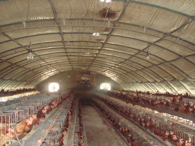 钢架养鸡大棚