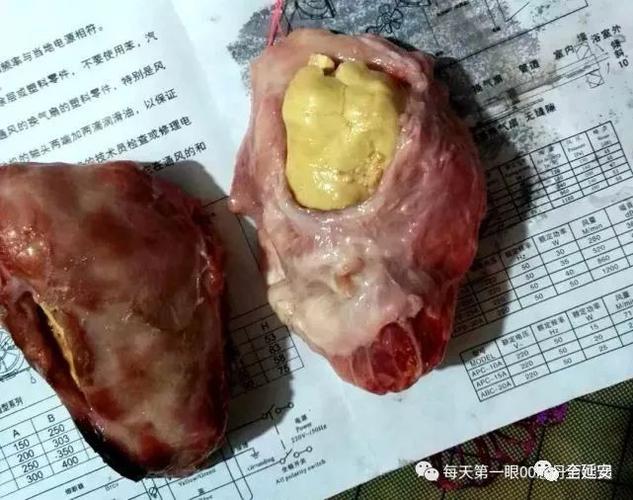 延安一农民杀牛发现牛黄价比黄金