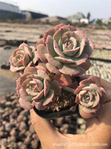 738多肉植物大棚批发露养 克罗地亚群2-4头 品相好裸根发多肉品种