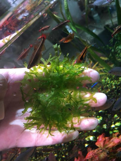 【水草】怪蕨莫斯一盆,就一份.