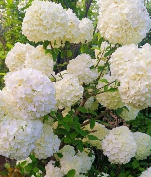 中华木绣球,心中永远的白月光