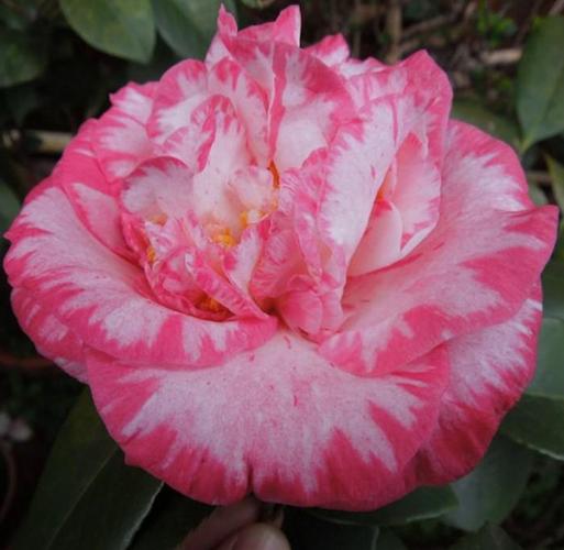 彩带女皇二号名贵稀有有龙岩种高档茶花室内外花卉