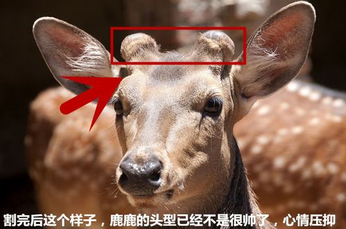 大量批发梅花角帽鹿托盘 鹿角帽粉 鹿托盘粉 鹿脱盘 鹿脱.