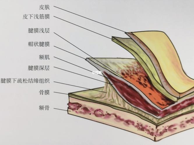 额部脂肪填充解剖层次结构_脂肪填充_自体脂肪丰额头