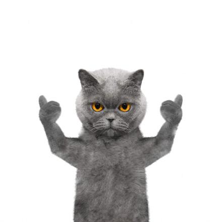 猫咪ad表情包 - 猫咪ad微信表情包 - 猫咪adqq表情包