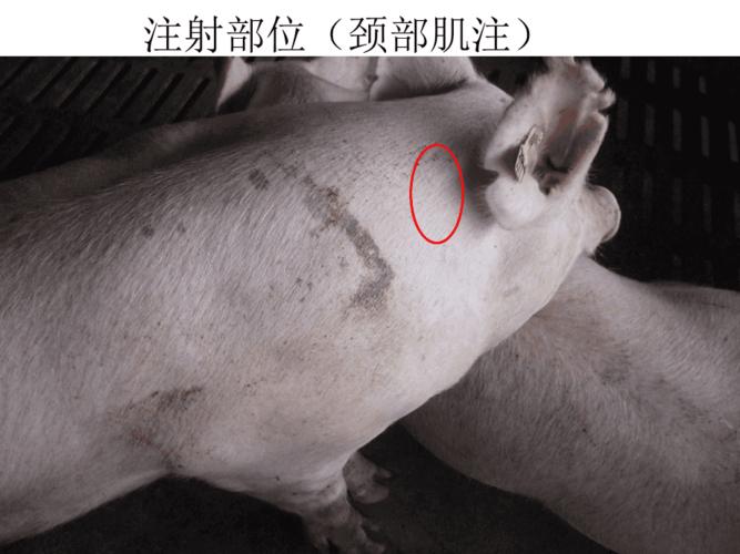 猪注射部位图片精品课件