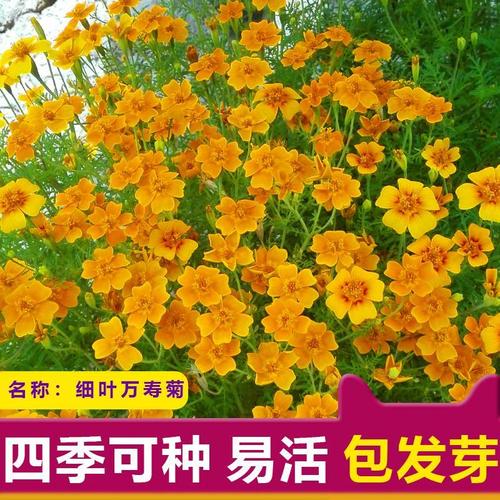 万寿菊花子种子四季种易活净化空气开花不断鲜花植物