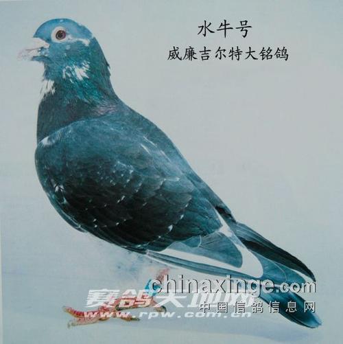 威廉·吉尔特-肃宁双辉赛鸽俱乐部-中国信鸽信息网