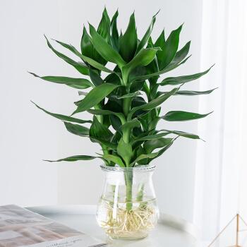 节节高富贵竹盆栽水培植物观音竹水生养绿植室内花卉观叶客厅z2观音竹
