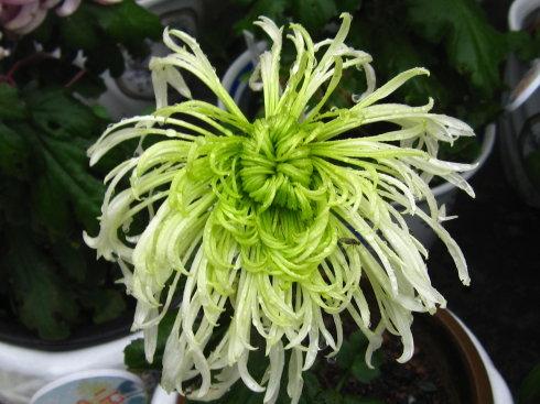 " 没见过绿色的菊花吧?呵呵,我的芳名叫"绿朝云",可是菊中珍品噢.