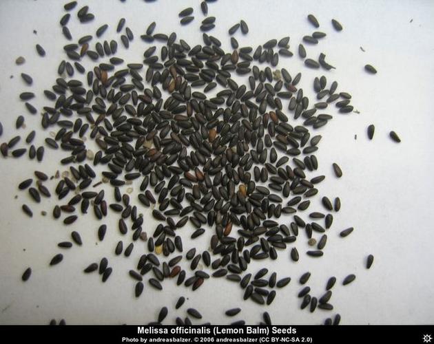 香草种子图鉴:胡椒薄荷种子,迷迭香种子,薰衣草,柠檬香茅种子