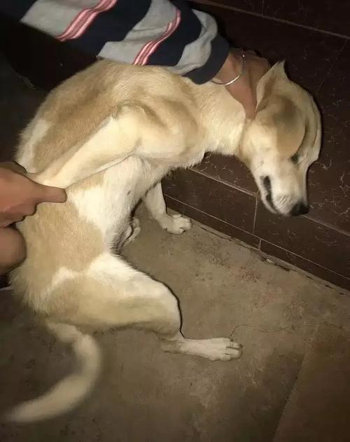 姐妹们有没有这张被擒拿的狗的表情包