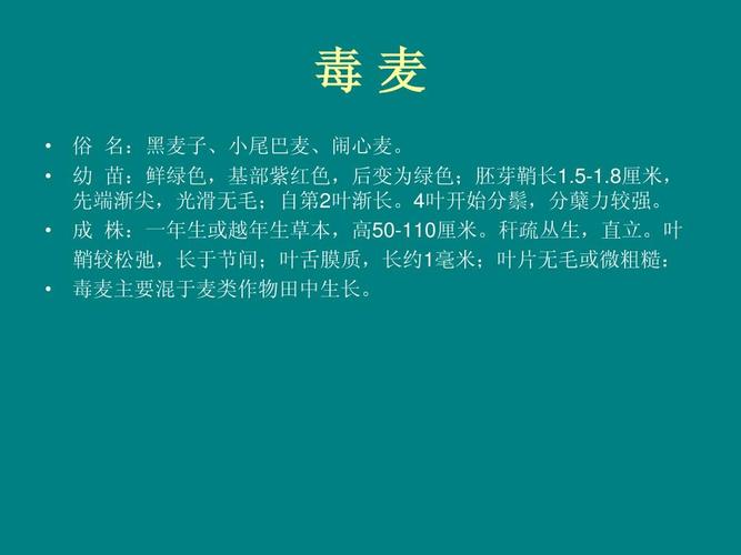 免费文档 所有分类 农林牧渔 常见农田杂草ppt  毒麦   俗 名:黑麦子
