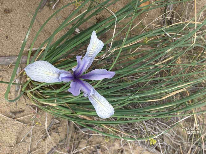 细叶鸢尾
