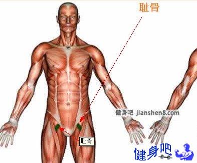 耻骨耻骨耻骨尾骨肌怎么锻炼及锻炼方法