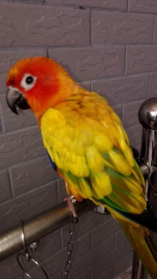 高趴金太阳(1岁)—云浮鹦鹉