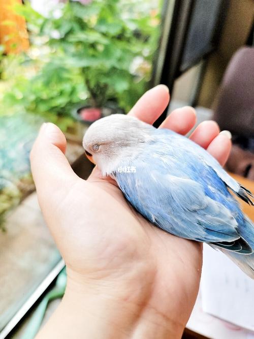 小鹦鹉们的睡姿_鹦鹉_宠物_宠物其他