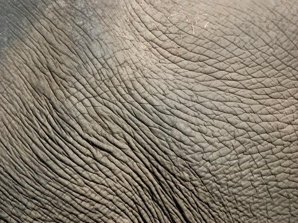大象皮肤纹理背景