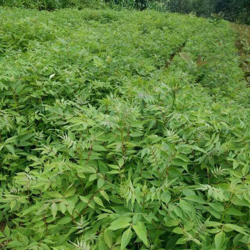渝逸黄柏树苗