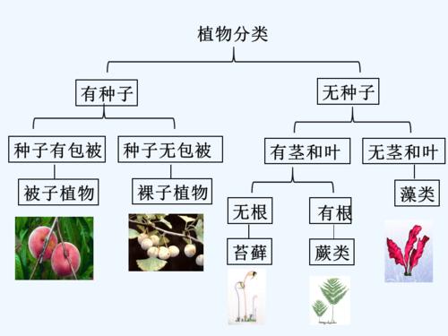植物分类.ppt