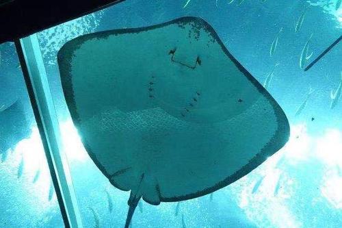 魔鬼鱼其实是人类对它们的误解,蝠鲼虽然长相古怪,性情却很温柔