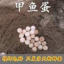 120/60枚新鲜甲鱼蛋食用甲鱼蛋水鱼蛋鳖蛋王八蛋当天现挖食用鳖蛋